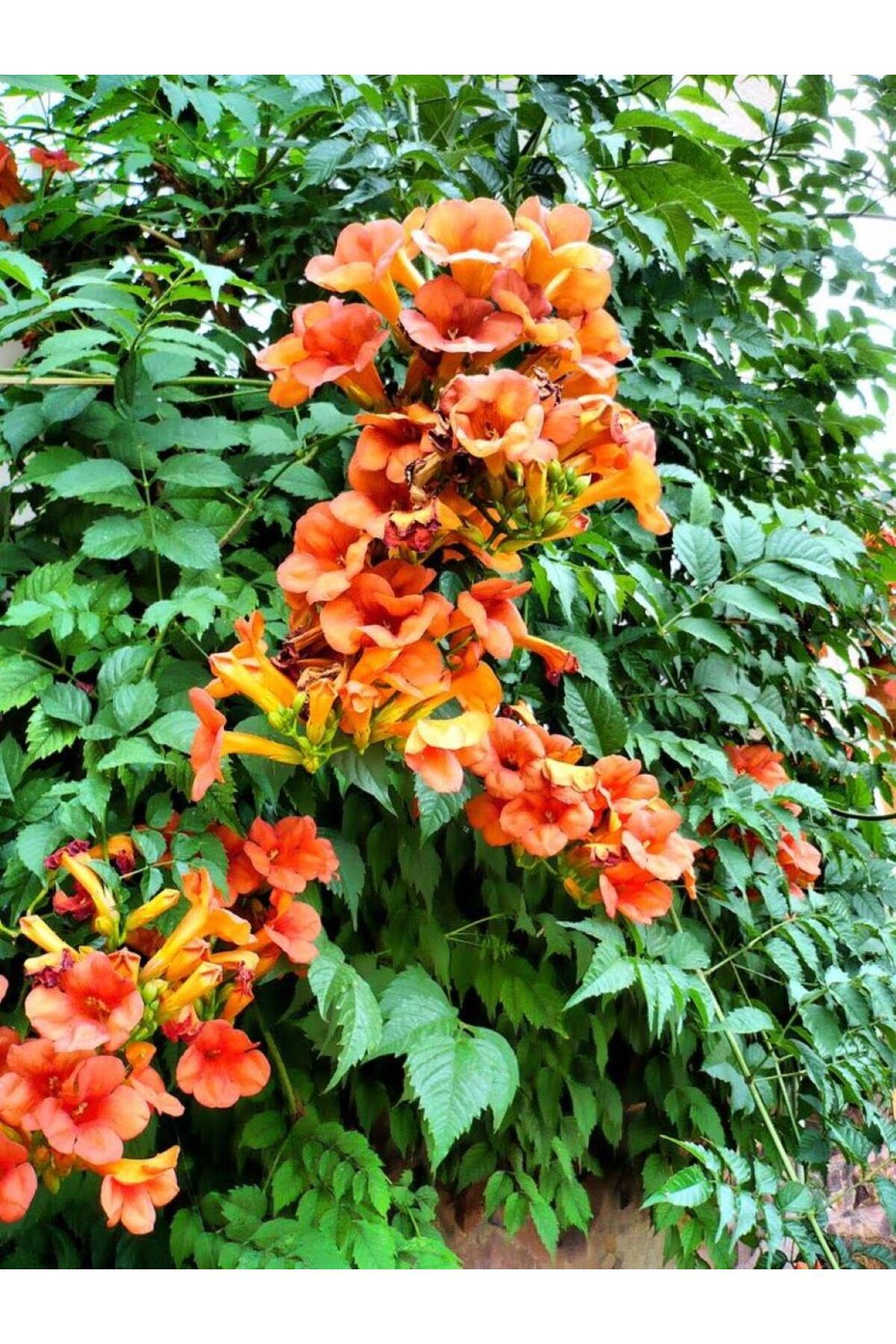 2 Yaşında Tüplü Acem Borusu (Campsis radicans) Fidanı - Hızlı Büyüyen ve Gösterişli Tırmanıcı 6