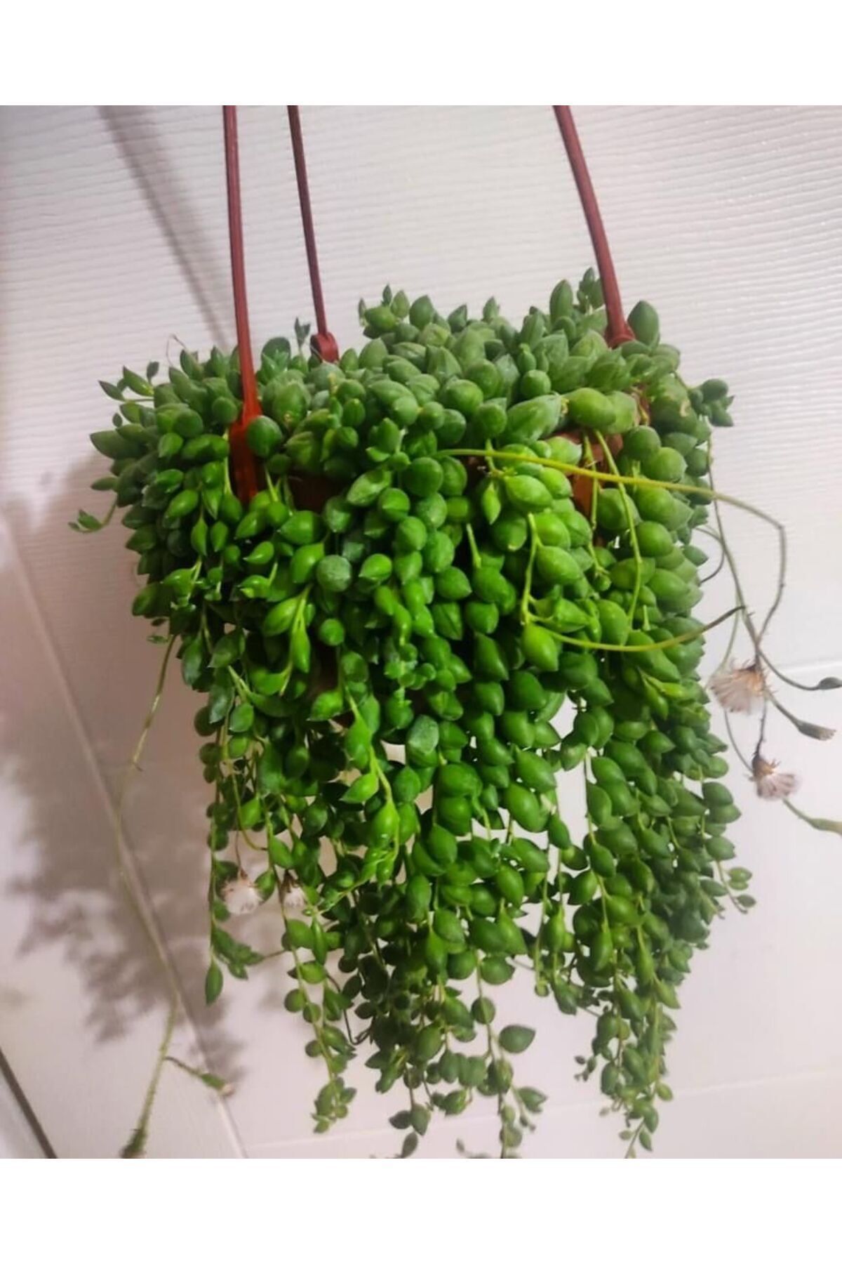 Rosary cicegi - ascili- plump form with buds
