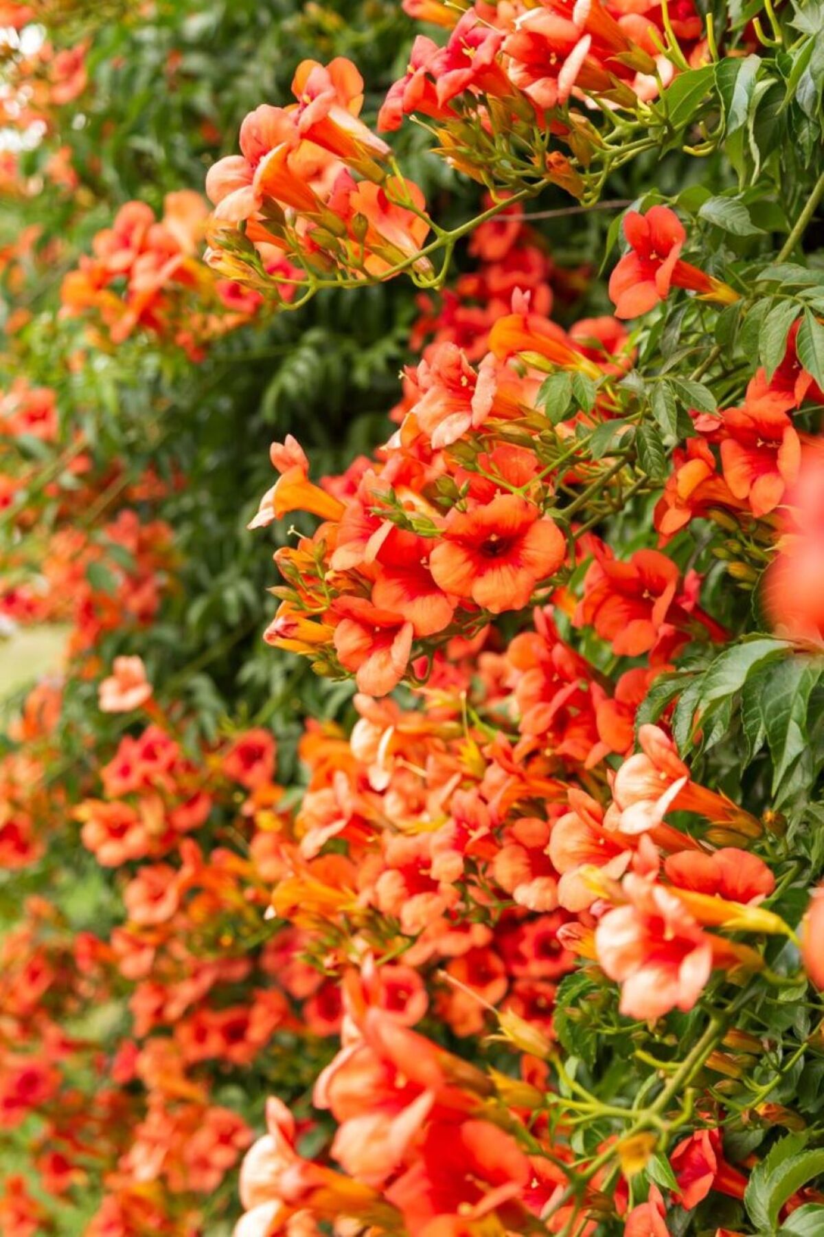 2 Yaşında Tüplü Acem Borusu (Campsis radicans) Fidanı - Hızlı Büyüyen ve Gösterişli Tırmanıcı 5