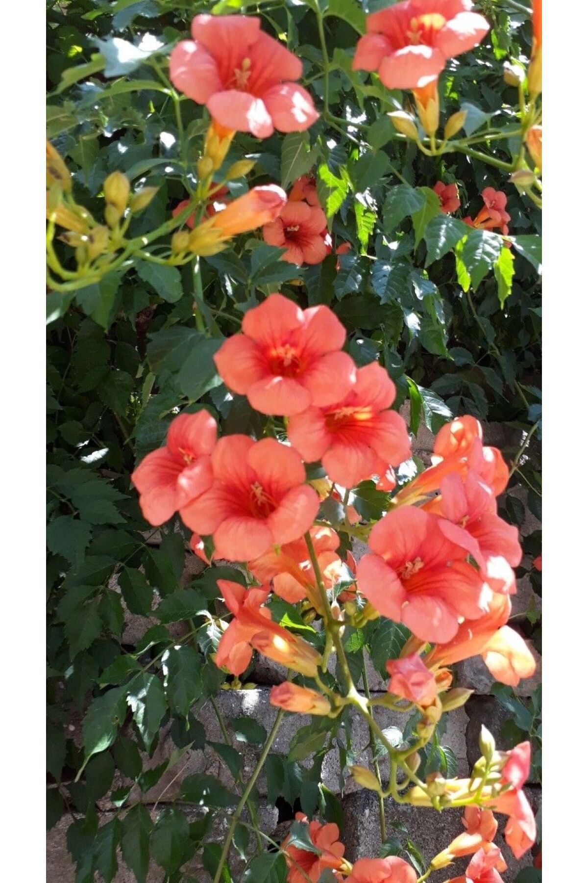 2 Yaşında Tüplü Acem Borusu (Campsis radicans) Fidanı - Hızlı Büyüyen ve Gösterişli Tırmanıcı 3