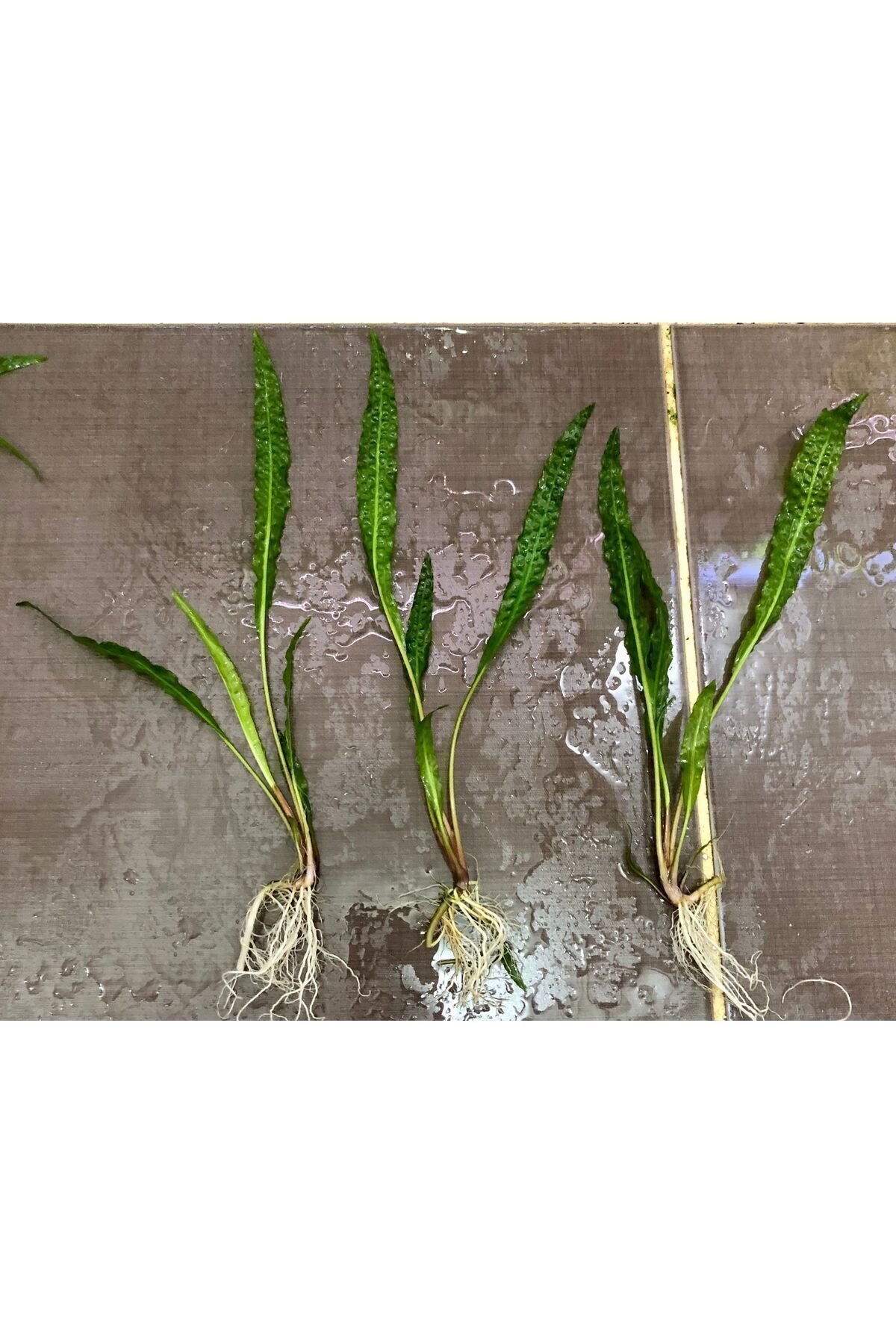 ADA Amazon Hançeri Cryptocoryne Crispatula