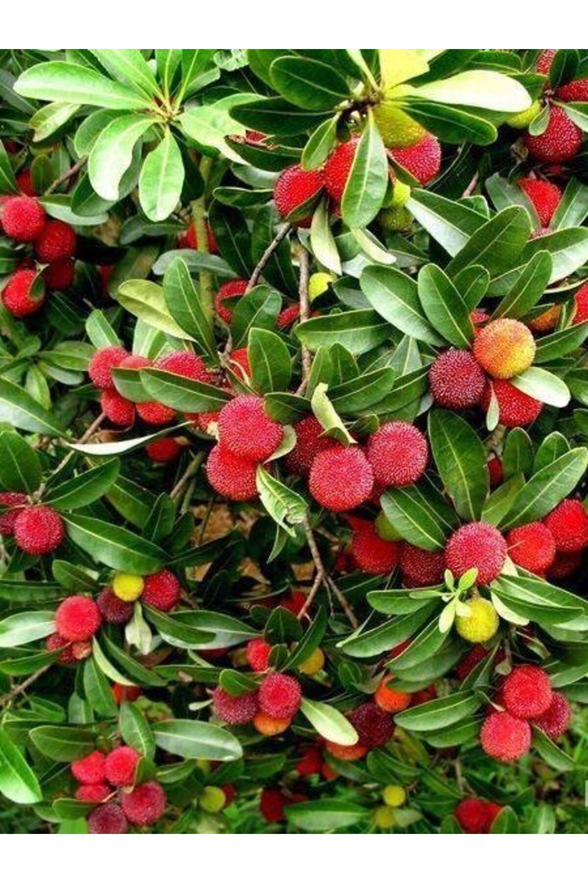 fidanciyiz Kocayemiş Dağ Çileği Fidanı Arbutus unedo, 20-40 cm, Saksıda