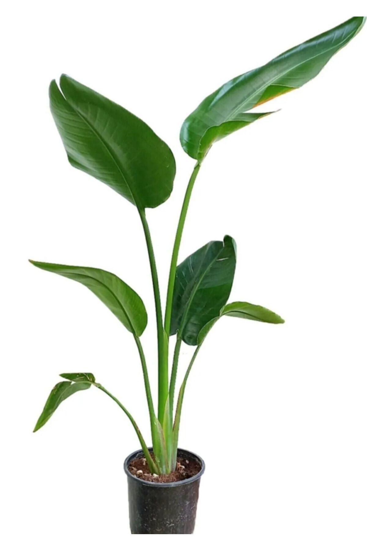 Strelitzia Nicolai Starliçe Bird of Paradise Plant 40-50cm Single Body Living Room Office Home Indoor Plant