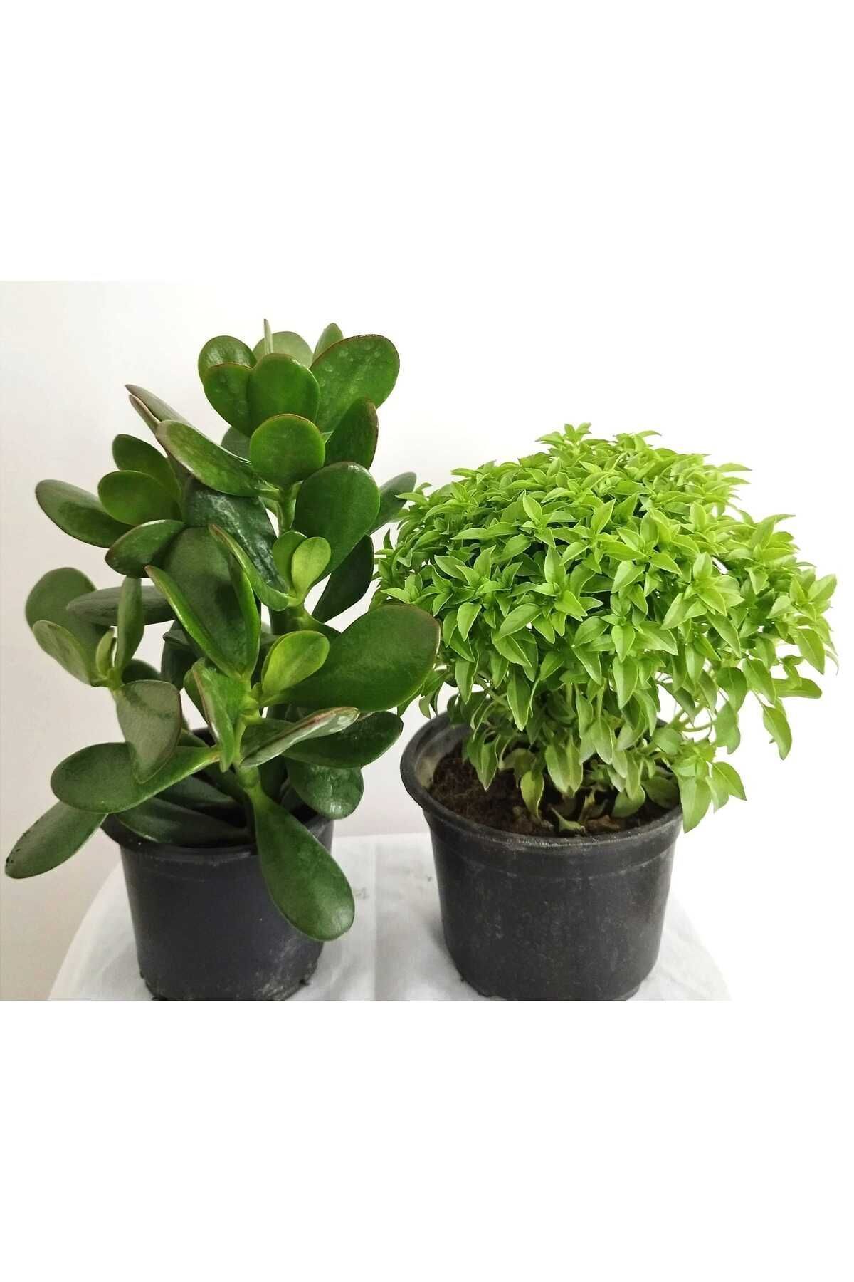 1 Scented Basil & 1 Crassula Ovata Coin Flower