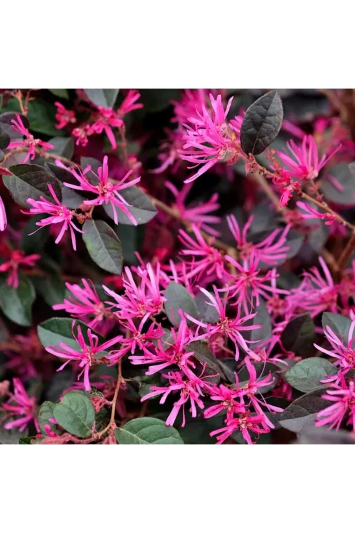 Loropetalum (Chinense Rubrum) Pembe Rüya Çiçeği 3