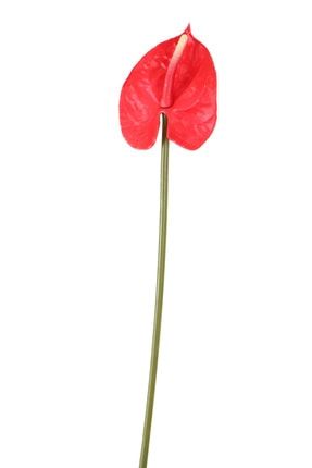 Yapay Yıkanabilir Silikon Antoryum Çiçeği 48 cm Kırmızı YPCCK-FKYT-603