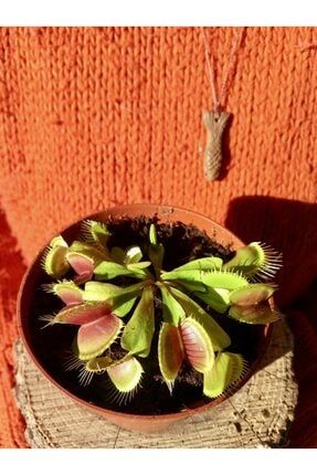 Dionaea Muscipula - Sinek Kapan - Venus Fly Trap Ve Hediye 6 Aylık Yavru Etobur Bitki DNMP1