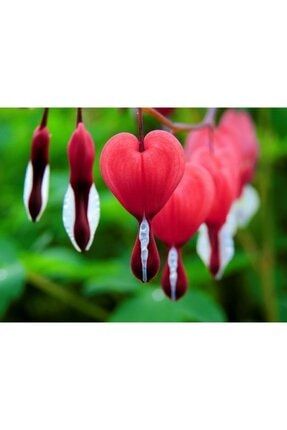10 Adet Kırmızı Kalp Çiçeği Tohumu thmdnym226