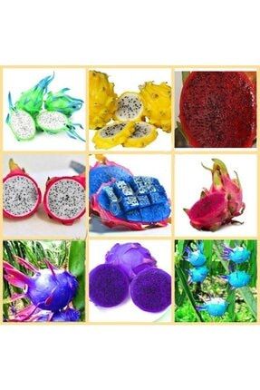 9 Adet 9 Renk Tropikal Dragon Fruit (pitaya) Meyvesi Tohumu thmdnym223