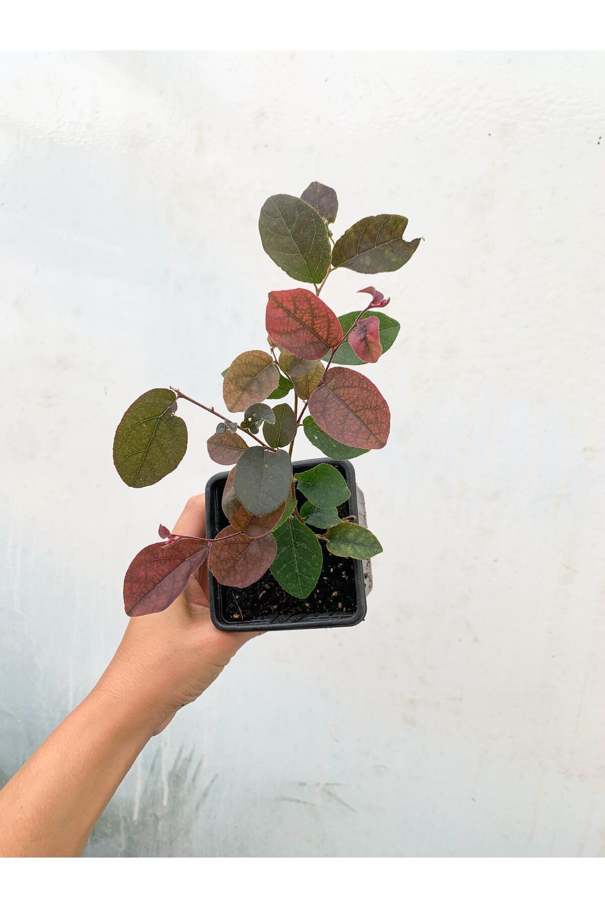 Loropetalum (Chinense Rubrum) Pembe Rüya Çiçeği 2