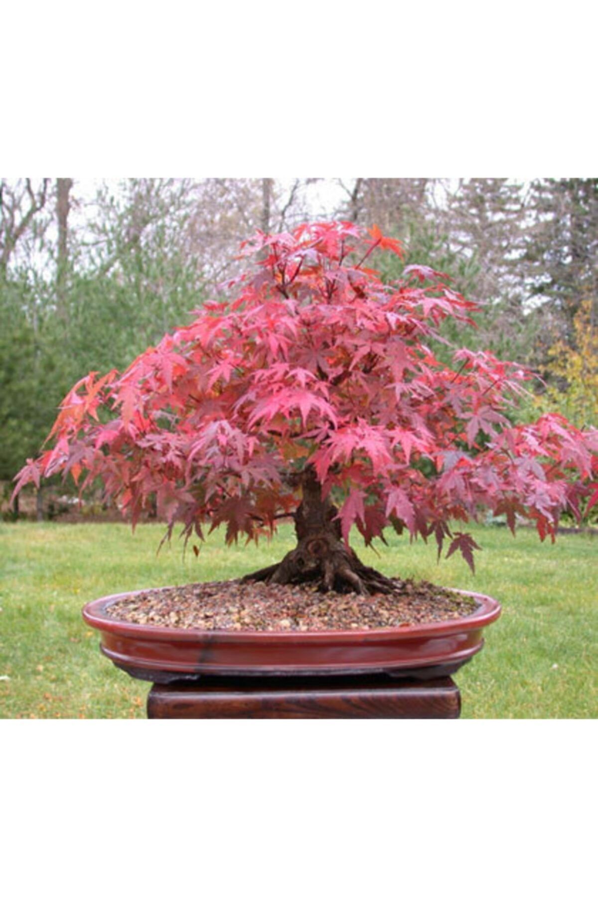 am Tohumculuk Bodur Japon Redwood Bonzai Aac Tohumu 5 Adet Bonsai Aac  Tohumu - Fiyat, Yorumlar