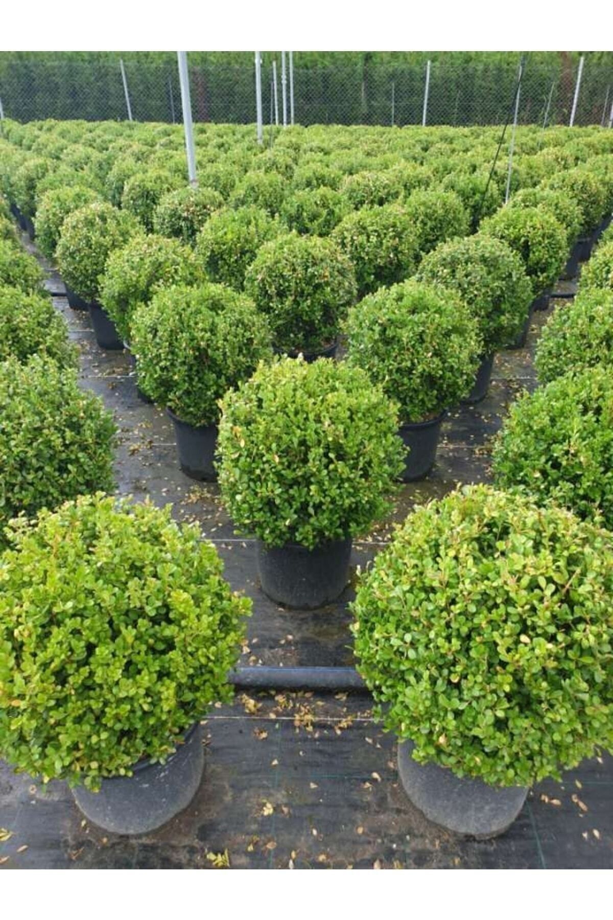 ankabah-e-acacia-dealbata-mimosa-mimoza-a-ac-fidan-40-cm-60-cm