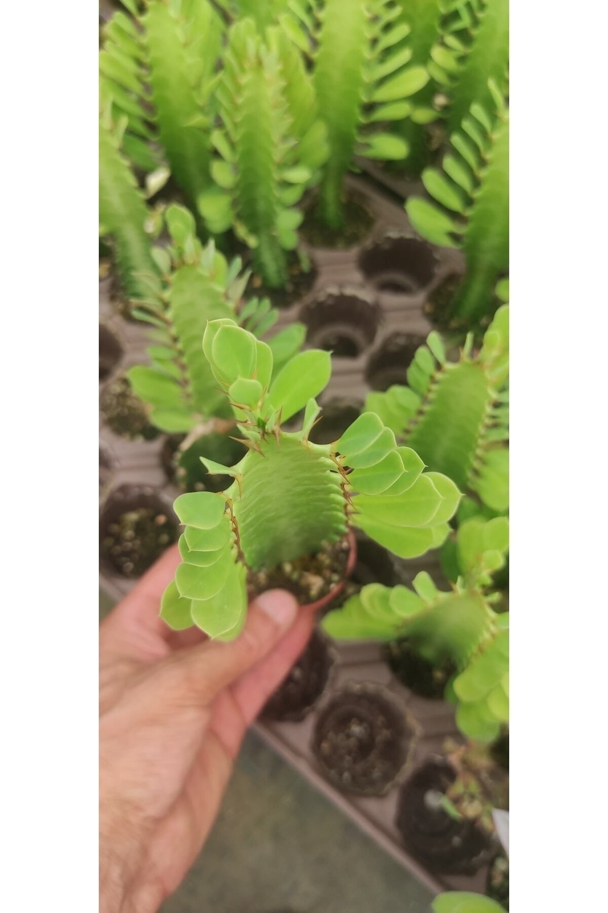 Ravza Çiçekçilik Euphorbia Ingens ( Yeşil Süt Kaktüs ) ( ( 5.5 Cm Saksıda ) Boy 25 Cm Dolgunve Formlu