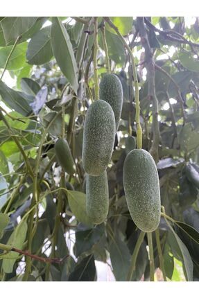 ANAMURMEYVECİM Bebek Avokado 1 Kg -taze Hasat