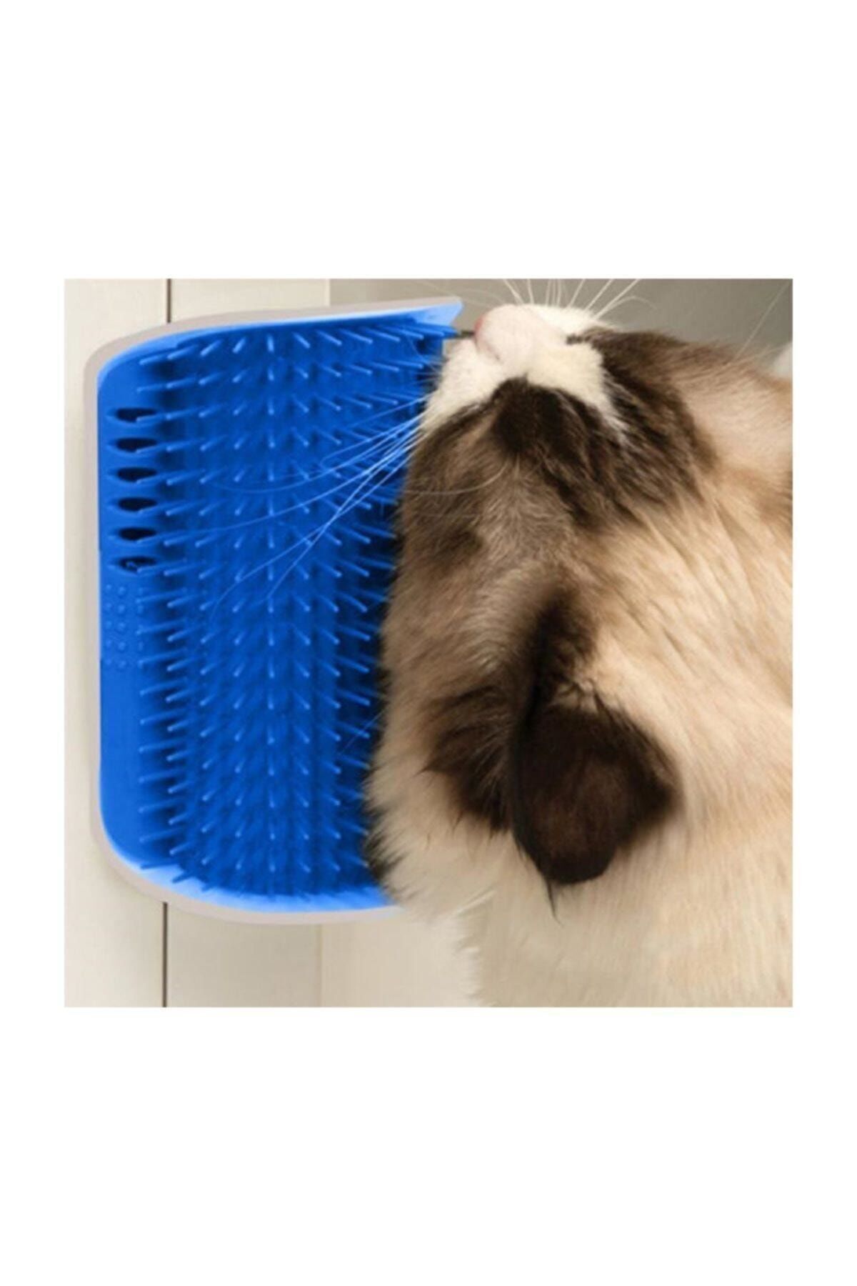 Apco-Cat Combing and Massage Brush Blue 3