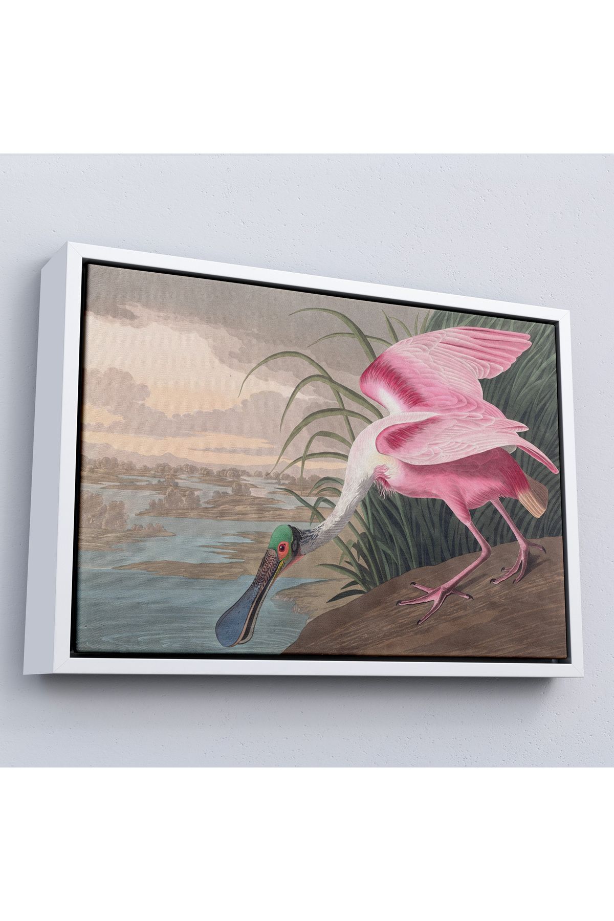Shoprit Çerçeveli John James Audubon - Pembe Kaşıkçı Kuşu Tablo-7120