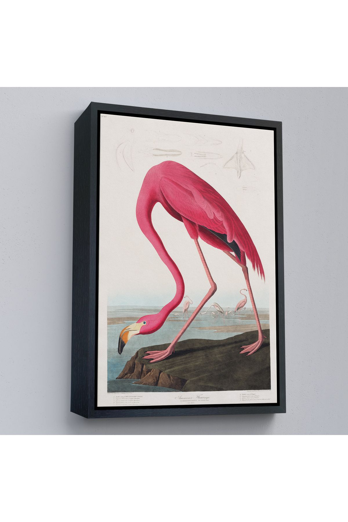 HARGE HG Çerçeveli John James Audubon - Amerikan Flamingo Tablosu-7301