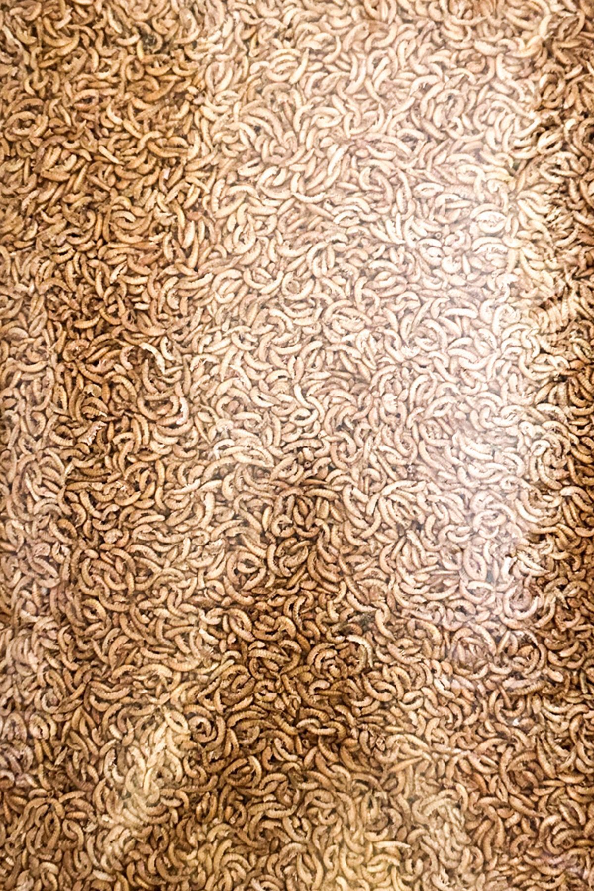 Evcil Şehri Gammarus Kurutulmuş Karides 100 gr Balık Kaplumbağa Yemi Birinci Sınıf Kalite