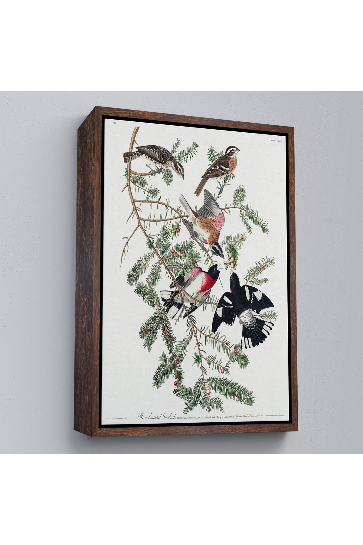 Shoprit Çerçeveli John James Audubon - Gül Göğüslü Kocabaş Tablo - Rose-Breasted Grosbeak-8043