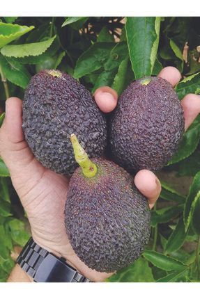 dalından tazecik 1 Kg Avokado Taze  Yeni Hasat