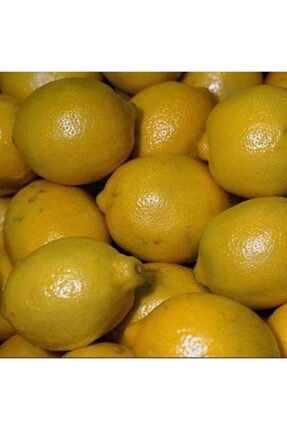 Tüplü Aşılı Kara Limon Fidanı Yaş 1-2 Boy 90-100cm CJKMVZ17