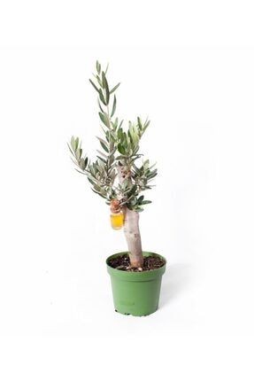 Zeytin Ağacı Olive Tree Olea Europaea 25cm cam Tüpte Zeytinyağı 3905104