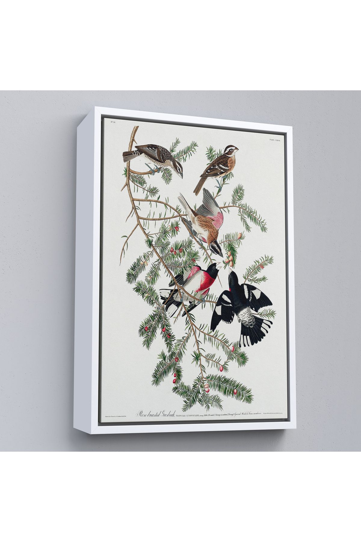 Jusoon Çerçeveli John James Audubon - Gül Göğüslü Kocabaş Tablo - Rose-Breasted Grosbeak-8043