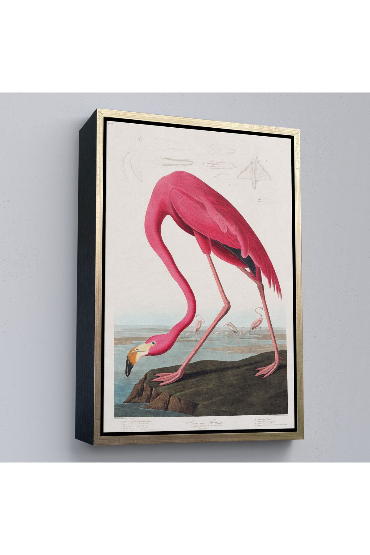 Jusoon Çerçeveli John James Audubon - Amerikan Flamingo Tablosu-7301