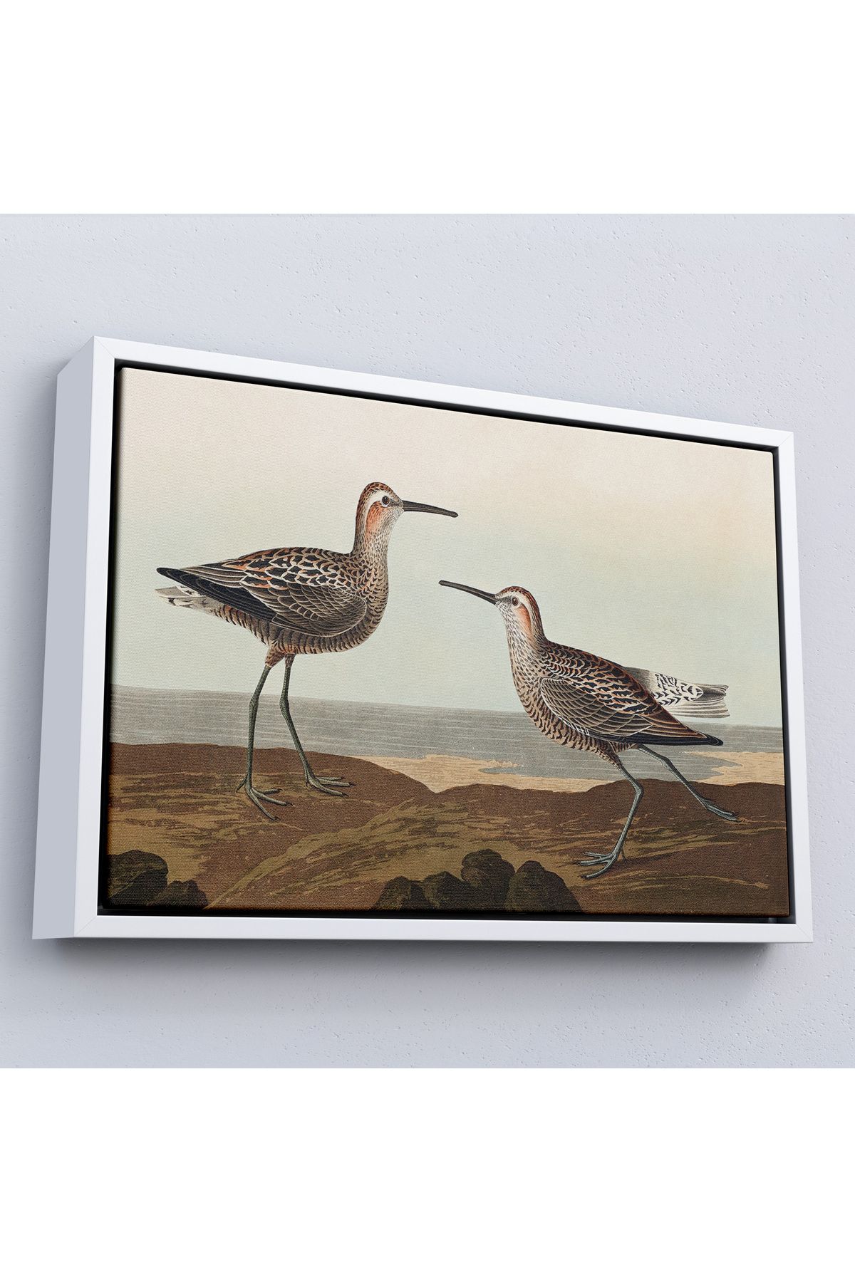 Doğal Bizden DB Çerçeveli John James Audubon'Un 'Birds Of America' Tablosu-7011