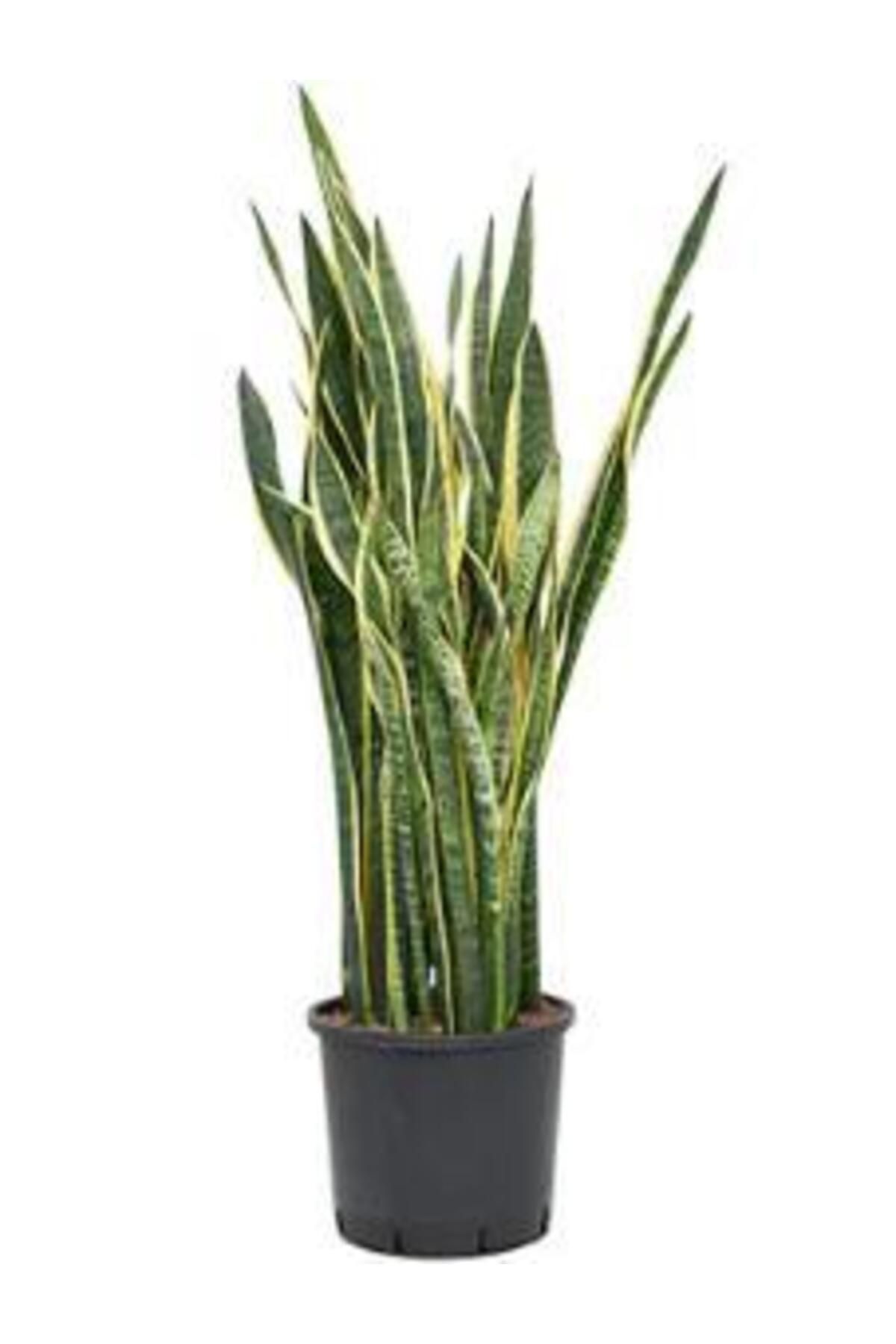 önder botanik Sanseverya Sarı Şeritli Paşa Kılıcı 90-100 cm