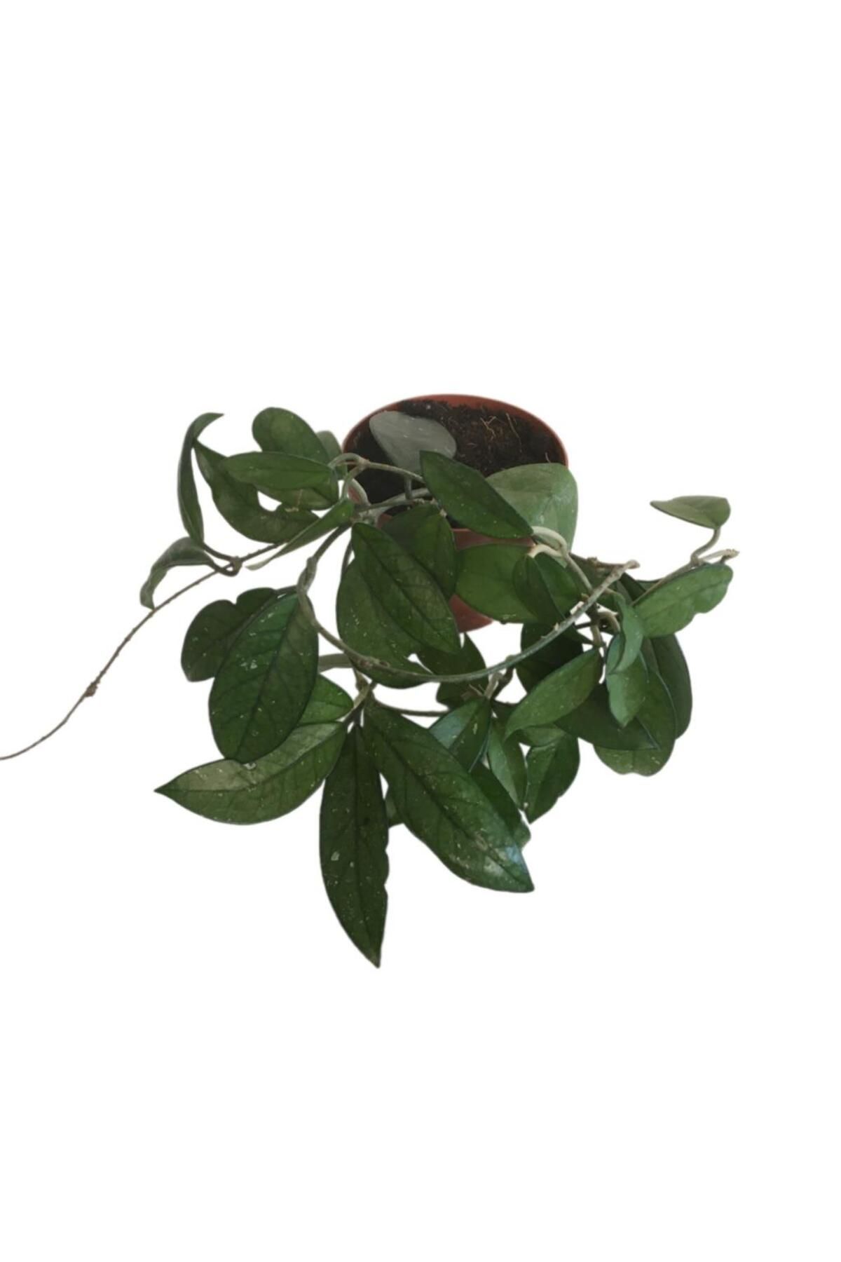 önder botanik Hoya Minibelle Mum Çiçeği 70-90 cm