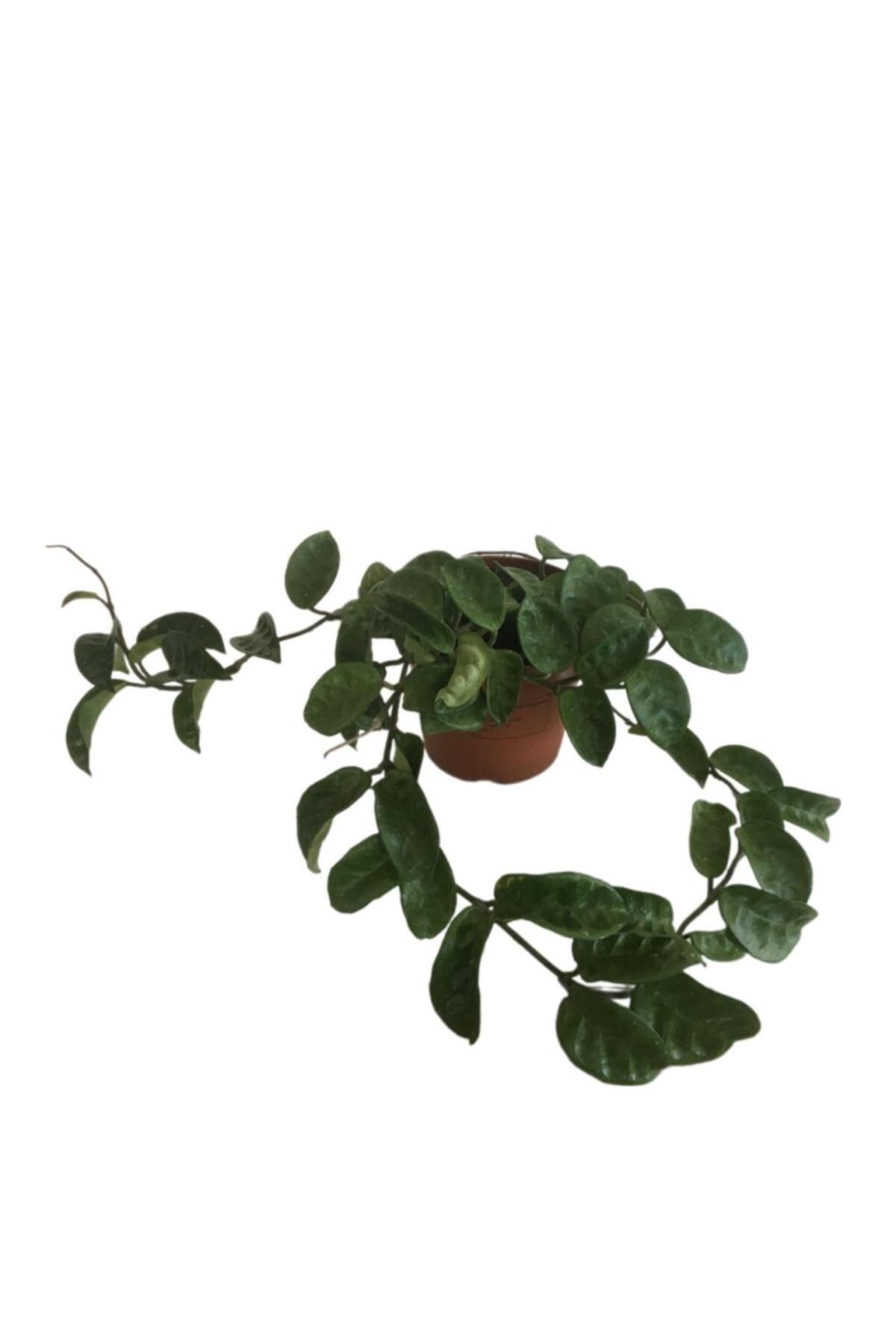 önder botanik Hoya Compacta '' Hindu Rope'' Mum Çiçeği 80-90 cm