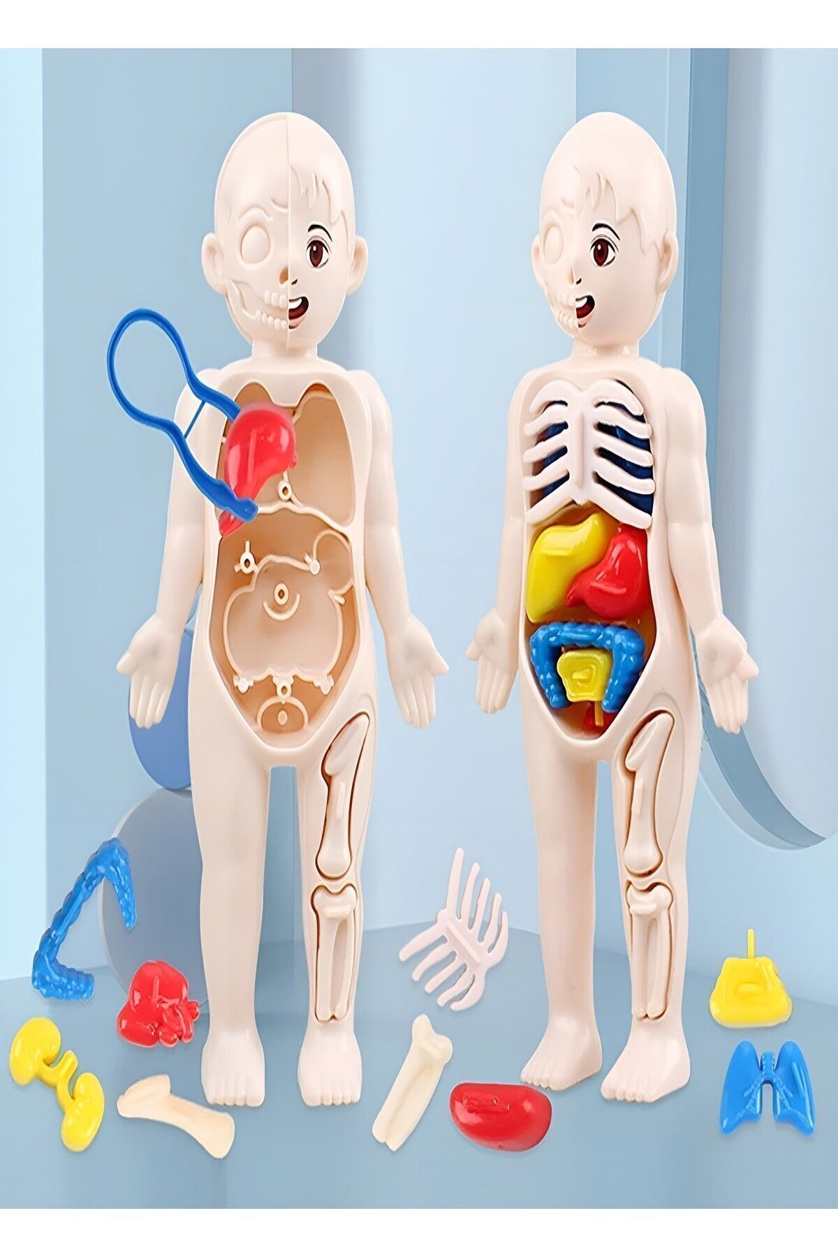 Ayver İnsan Vücudu Anatomisi Organ Bulmaca Puzzle Bultak Yapboz Eğitici Ve Öğretici Oyuncak 20 Cm fotoğrafı 2 (önizleme)