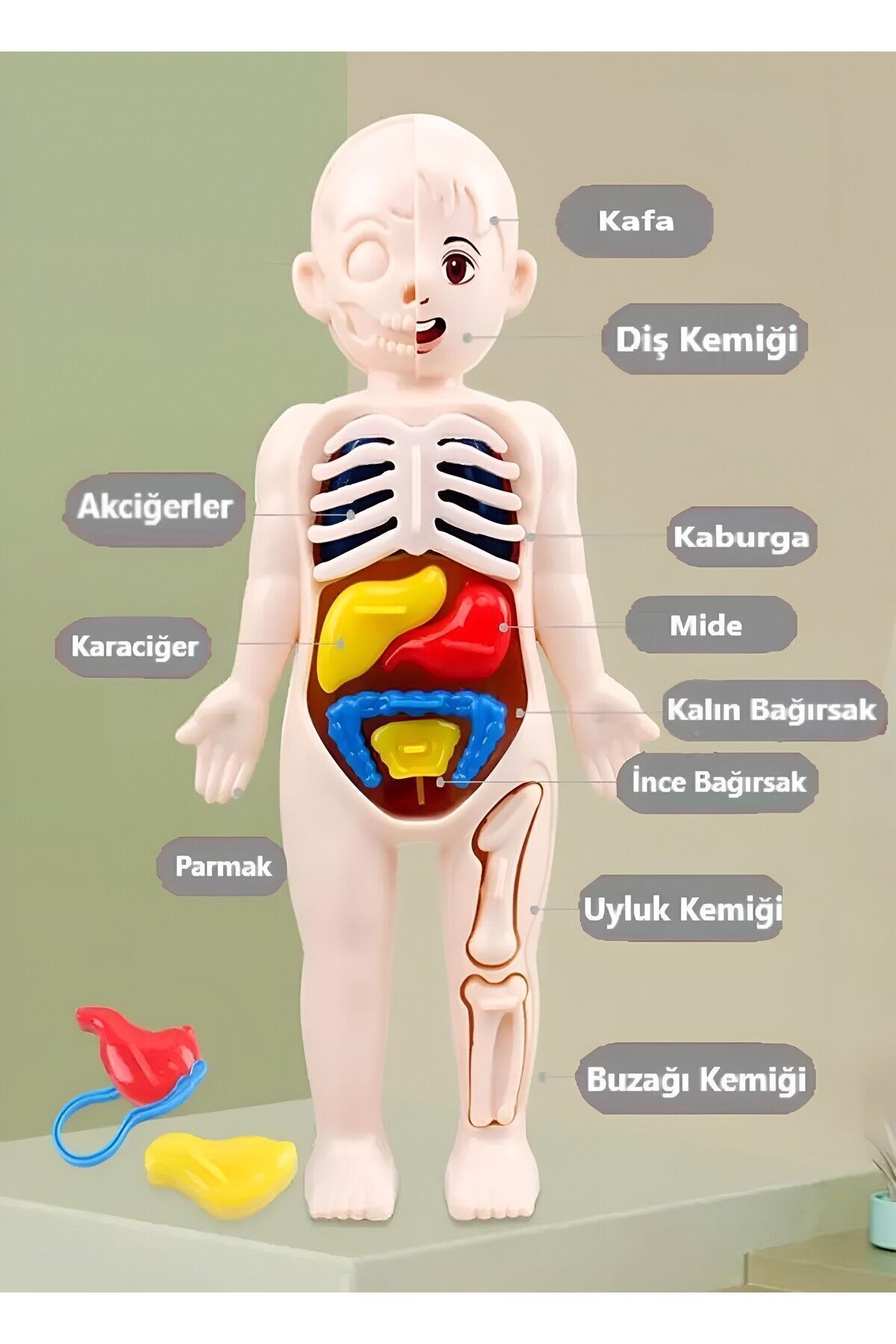 Ayver İnsan Vücudu Anatomisi Organ Bulmaca Puzzle Bultak Yapboz Eğitici Ve Öğretici Oyuncak 20 Cm fotoğrafı 5 (önizleme)