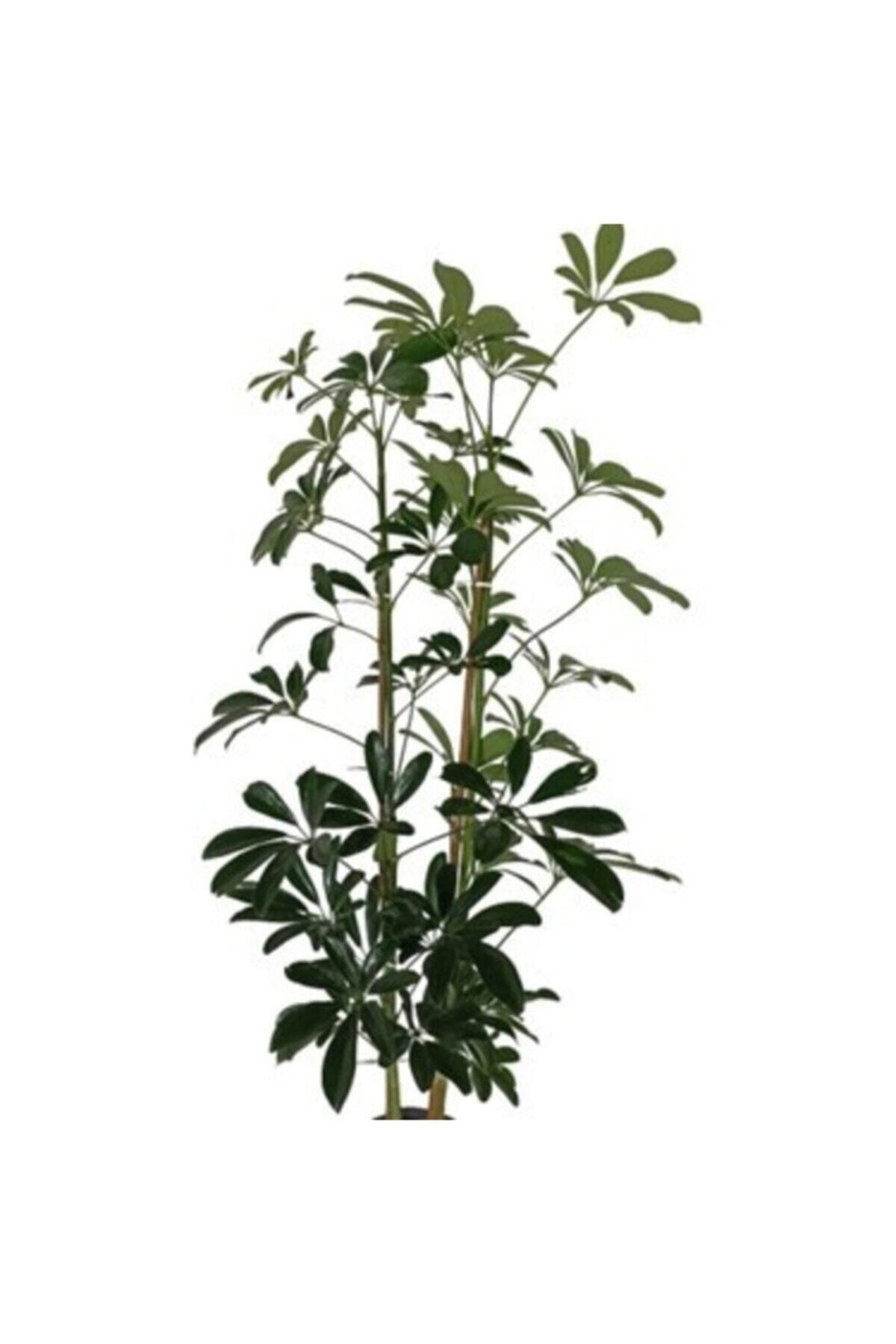 Chefs Hall Plant