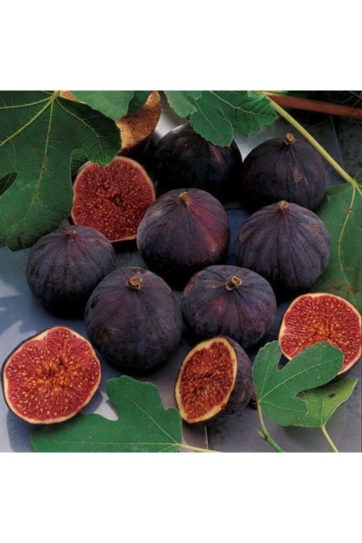 Saksılı İncir Fidanı (Ficus carica) -1-2 Yaşında Lezzetli ve Sağlıklı Meyveler