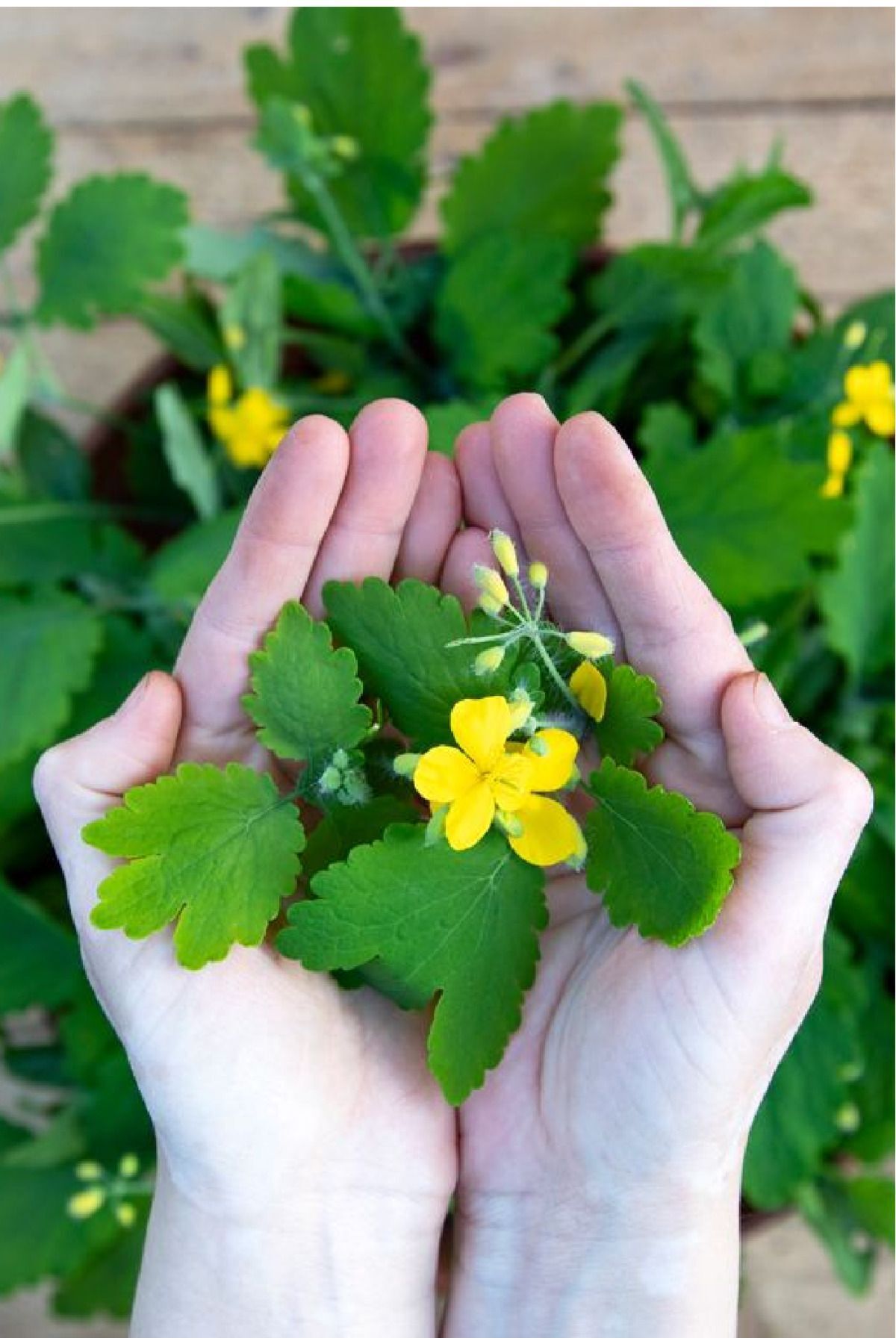 Gardina Kırlangıç Otu Fidesi (chelidonium Majus) - Fiyatı, Yorumları