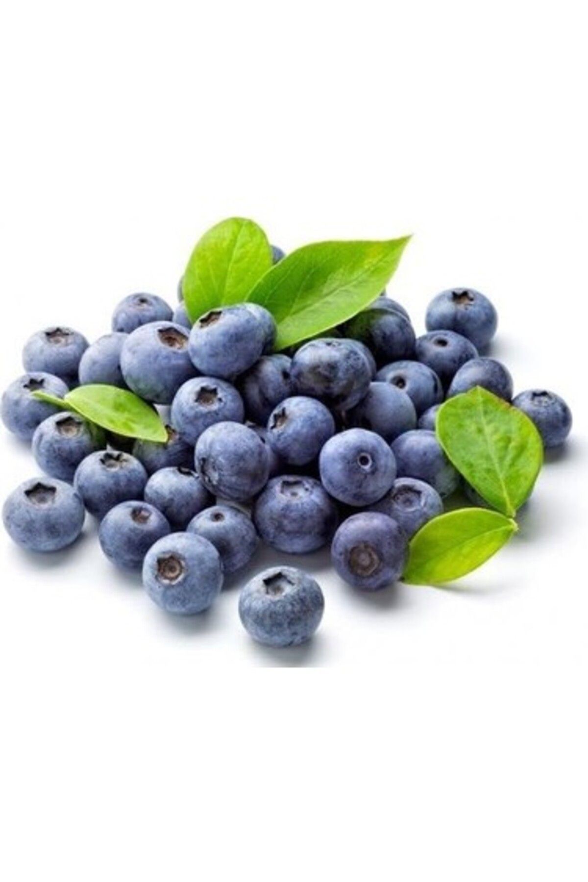 Genel Markalar 2 Adet Tüplü Yaban Mersini(LİKAPA,BLUEBERRY,MAVİYEMİŞ) Fidanı