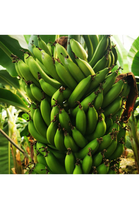 DRZ TARIM 2 Kg YEŞİL Anamur Muzu.