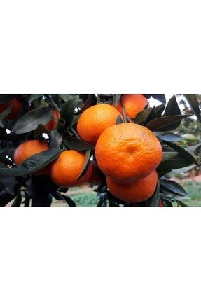 2-3 Yaş Tüplü Aşılı Bodur Saksılık Okitsu Mandalina (mandarin) Fidanı 17321660081