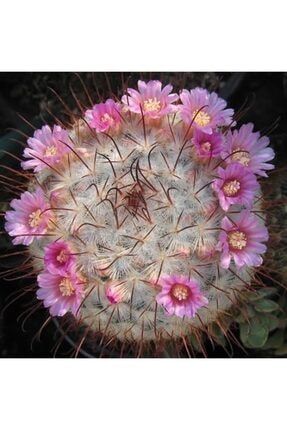 10 Adet Mammillaria Bombycina Kaktüsü Tohumu 5.5 Cm Saksı Çimlendirme Torfu EKMT1