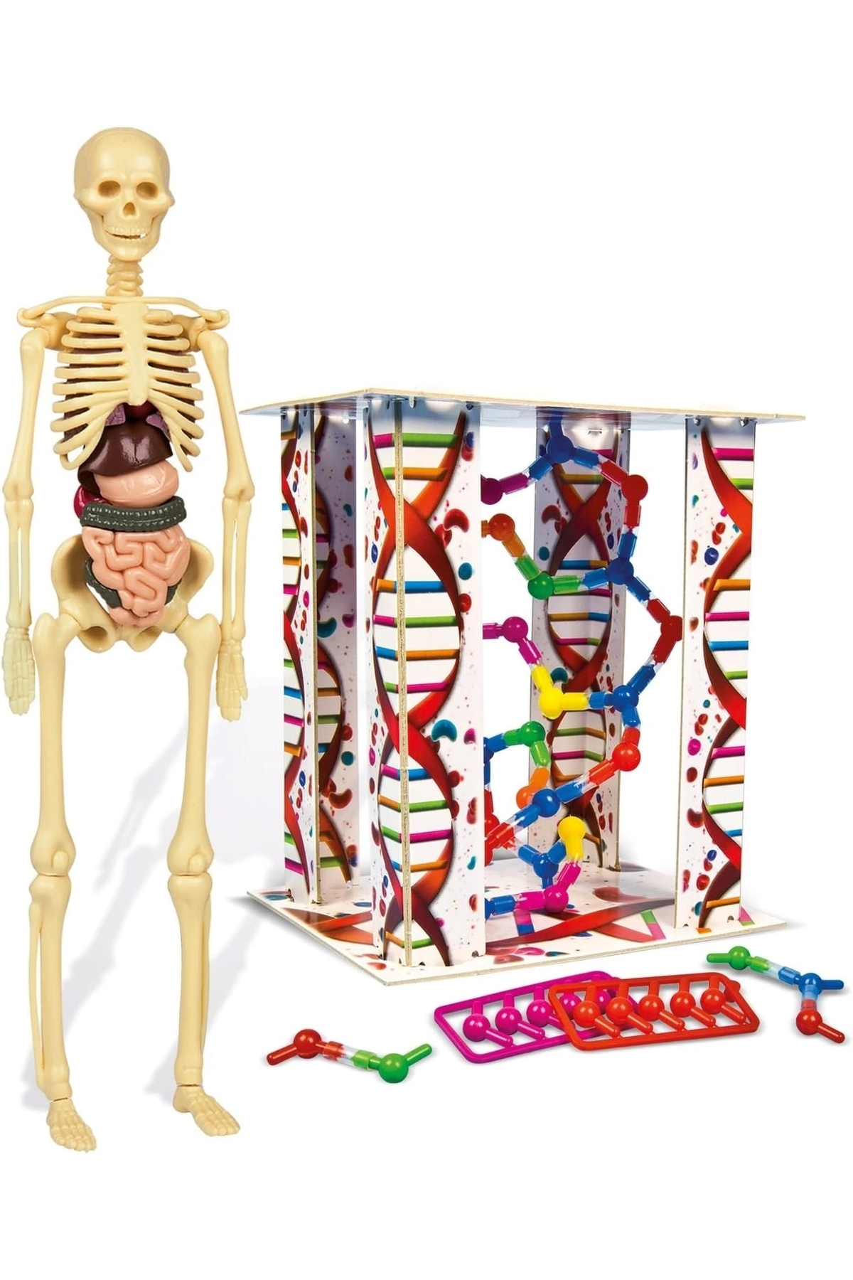 ۶۴۲۹۷ اولین اکتشافات من در آناتومی انسان