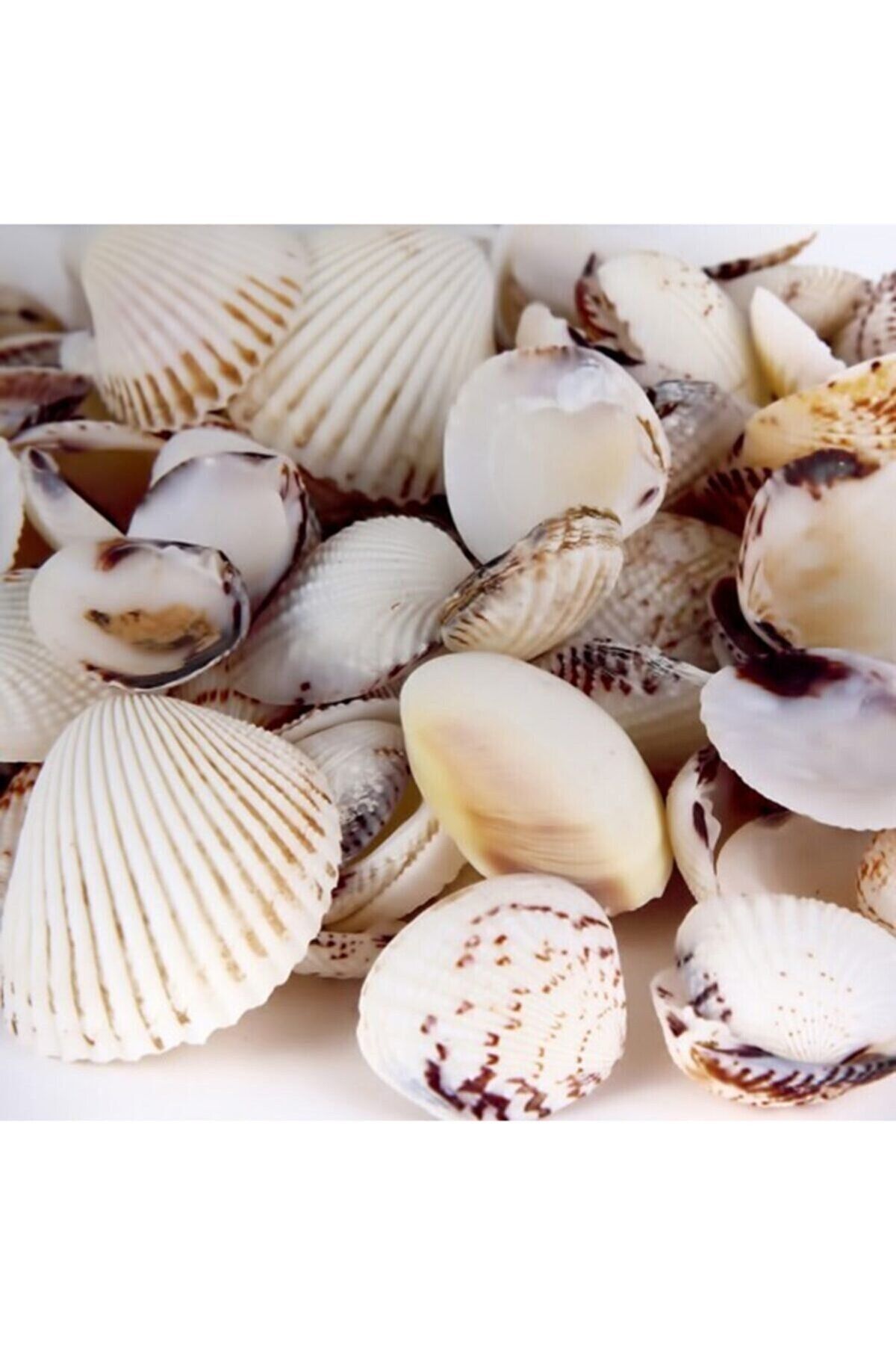 Mu Art Deniz Kabuğu 200Gr Karışık Deniz Kabukları Dekoratif Vazo Akvaryum Süsleme Teraryum Deniz Kabukları