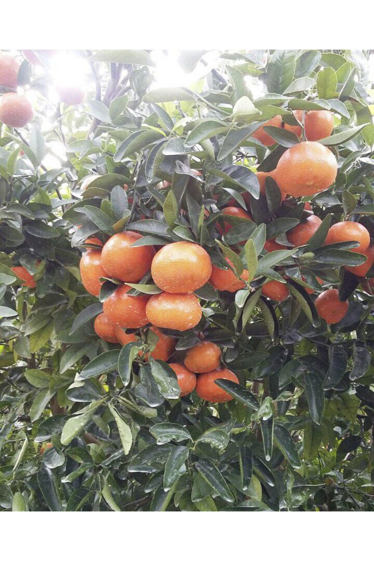 Genel Markalar Tüplü Fidan Okitsu Mandalina Fidanı(ÜZERİ MEYVELİ SAKSLILI)