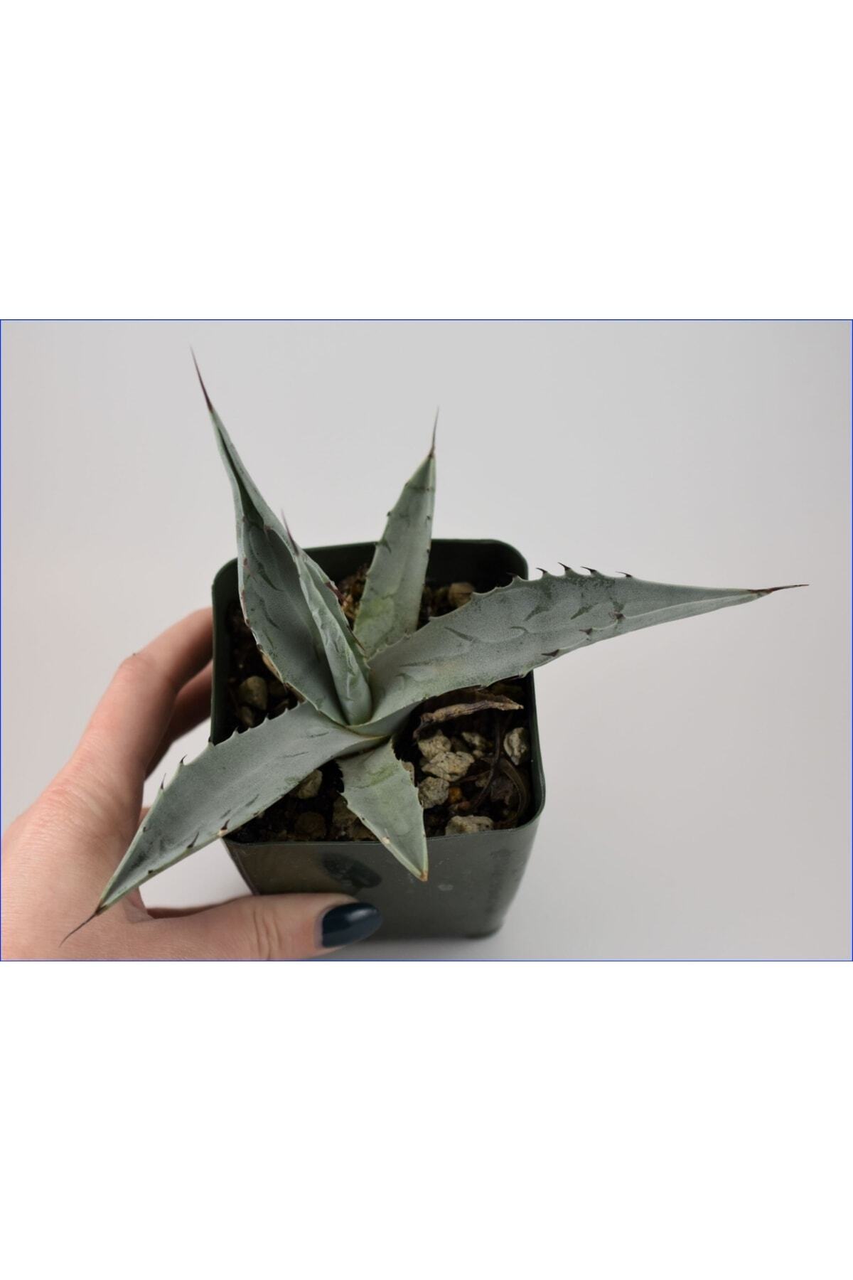 Genel Markalar Agave Americana Bitkisi Küçük Boy - Fiyatı, Yorumları