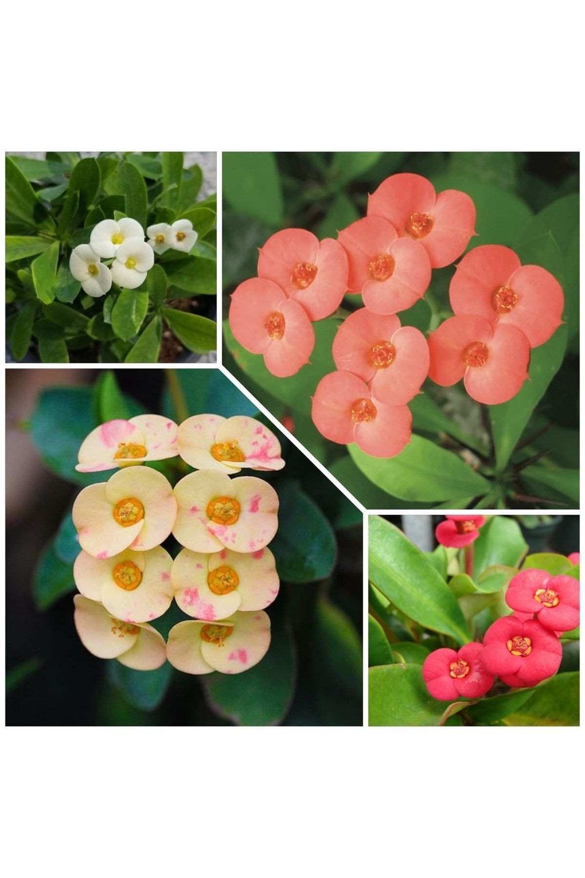 4 Pieces Crown of Thorns Yellow-red-pink-white Nature Flora