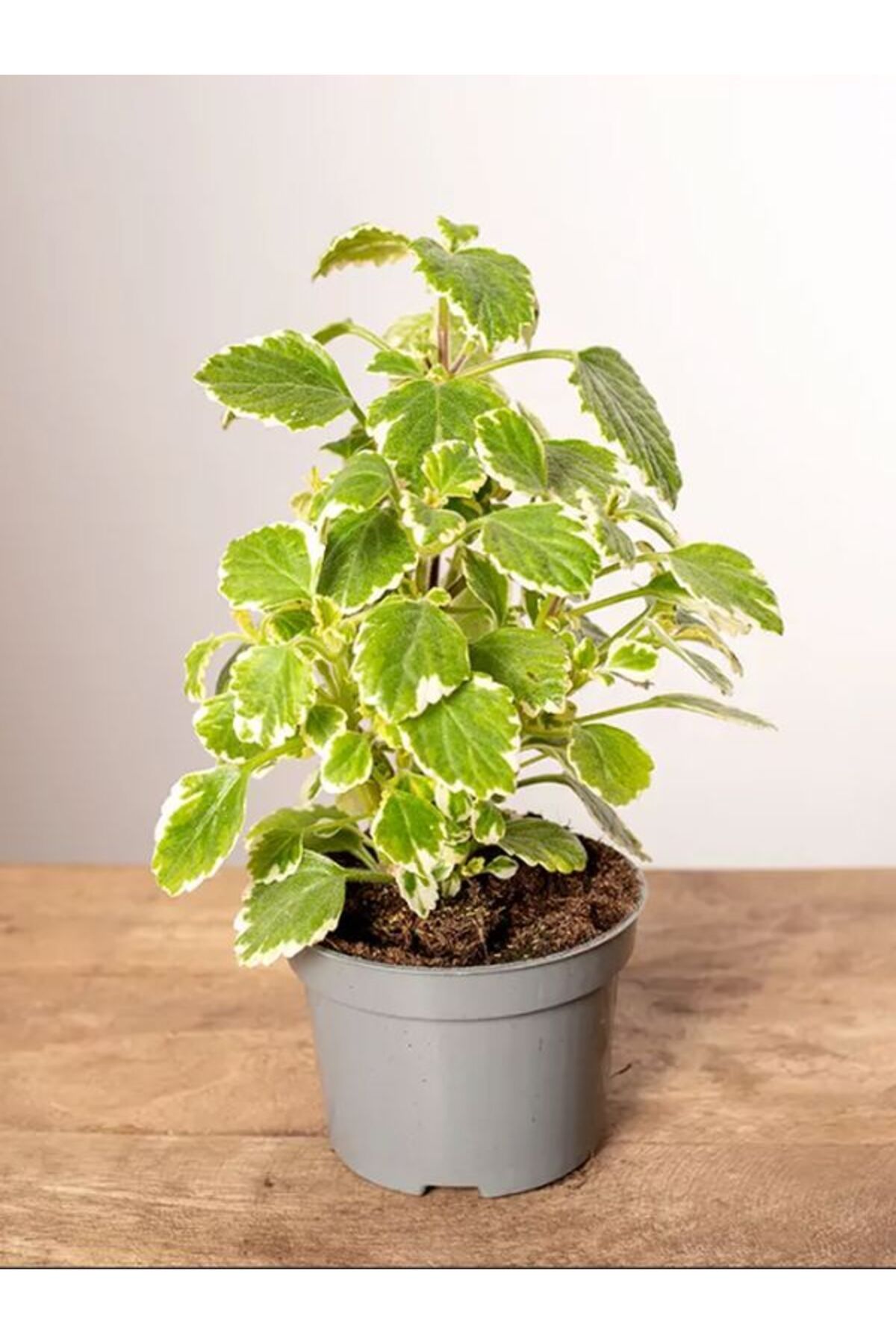 Gardenbox Çok Avantajlı Alacalı Benjamin Çiçeği Kokulu Bitki 1 ADET Saksılı (Plectranthus Forsteri) 10-20CM