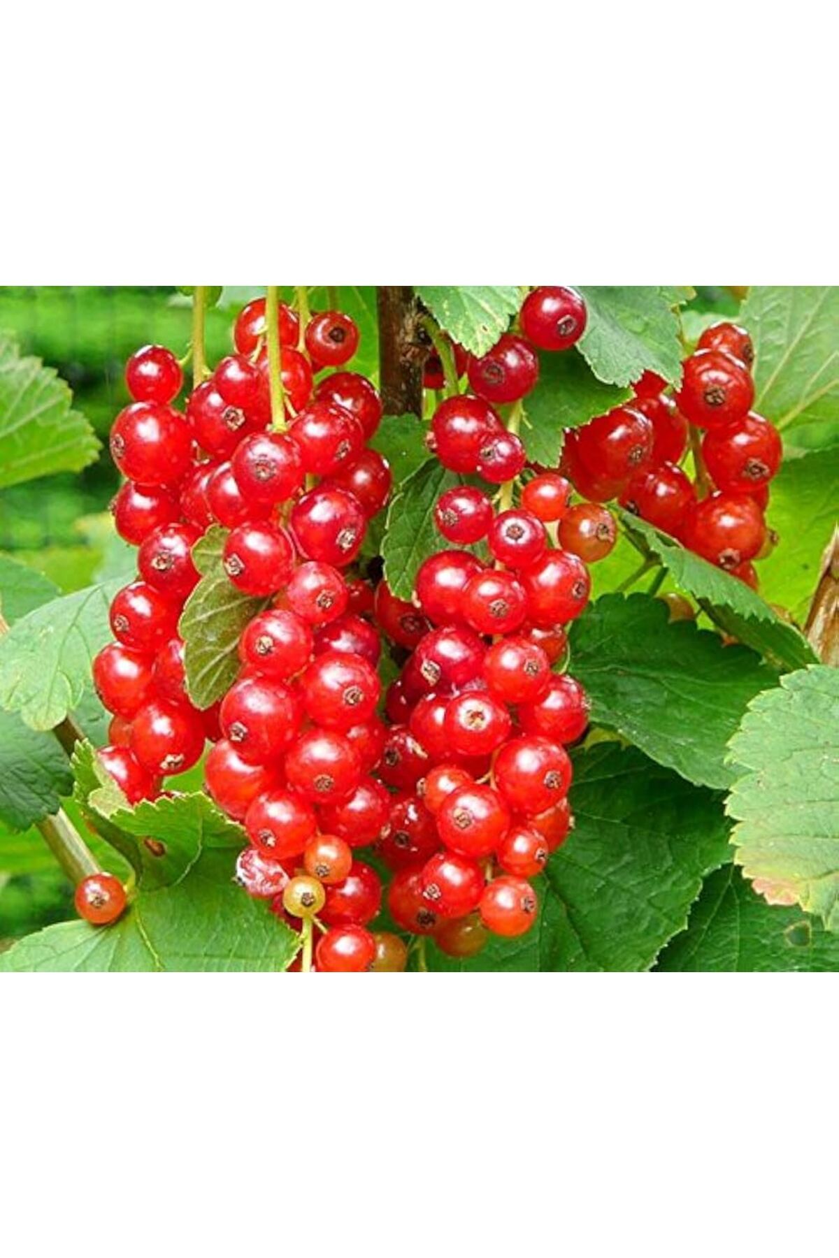 Bitki Sepeti-Currant, Currant, Currant, Ribes Nigrum. 100g 3