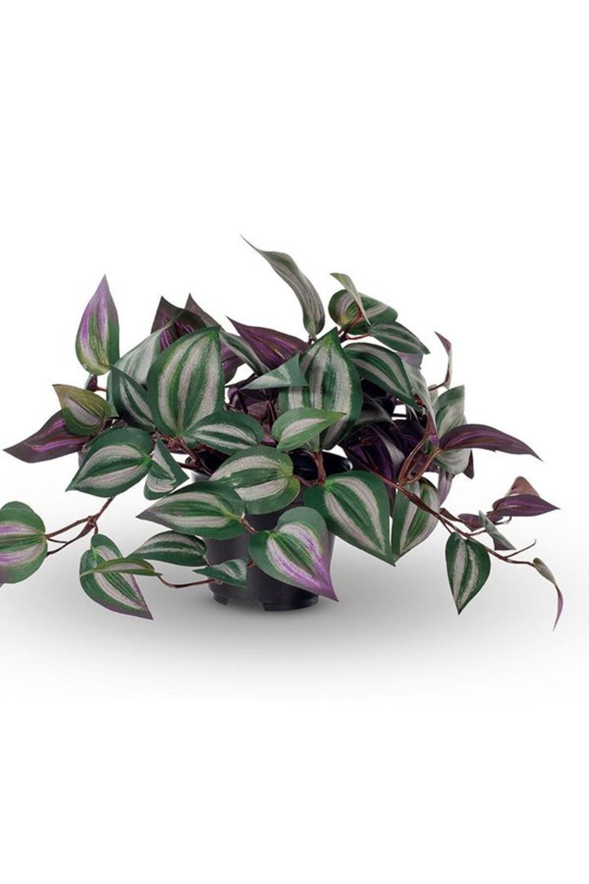 Gardenbox Çok Avantajlı Güzel Yapraklı Alacalı Telgraf Çiçeği 1 ADET Saksılı 20-40cm Salon Çiçeği