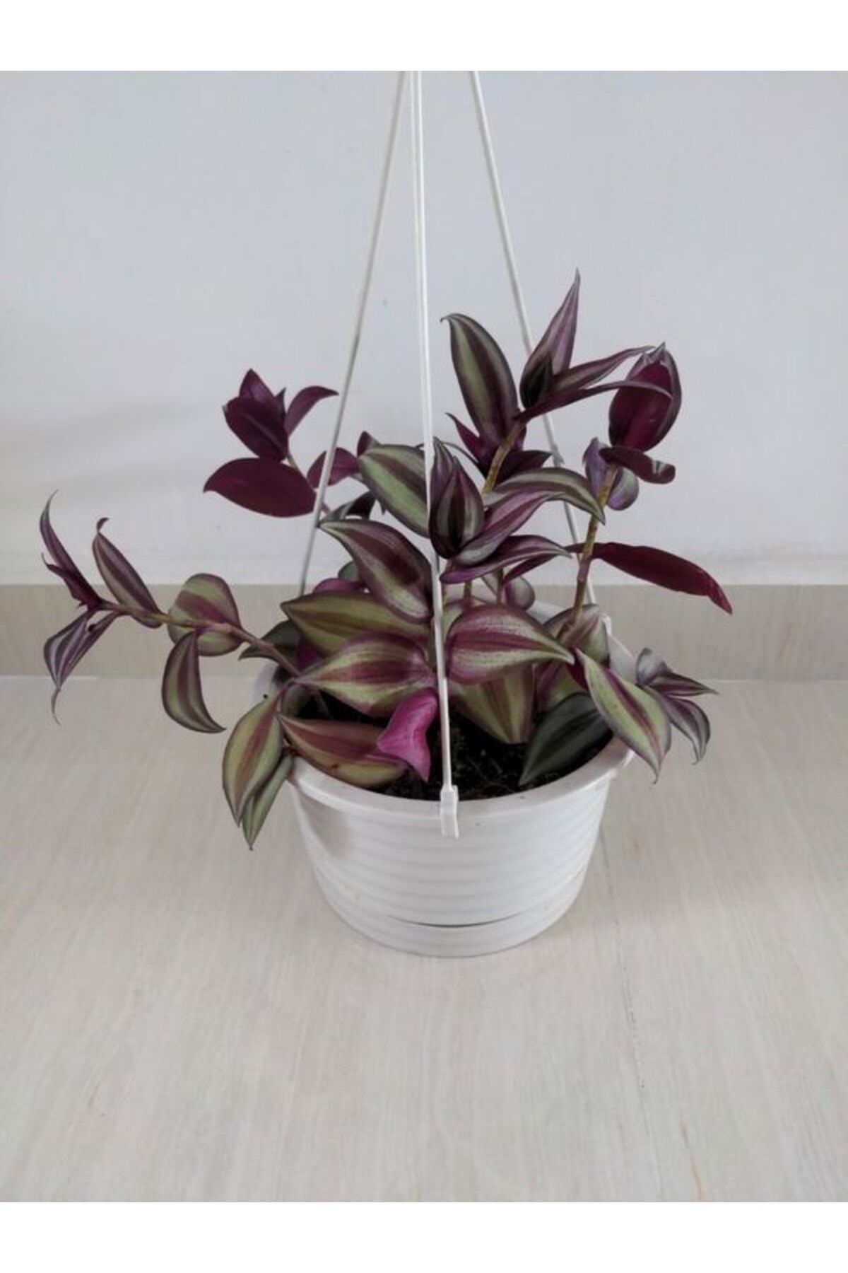 Gardenbox Kampanyalı Mor Alacalı Zebra Yapraklı Telgraf Çiçeği 1 ADET Saksılı 30-50cm